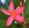 frangipani pests and diseases