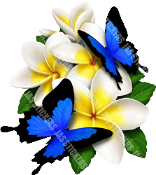 Frangipani Butterfly sticker
